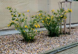 Why You Should Consider Rock Mulch for Your Yard